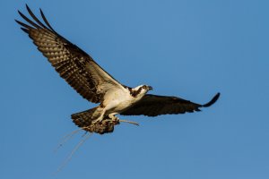 Osprey-20.jpg