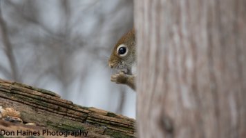 squirrel.jpg