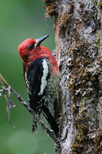 Red-brested Sapsucker_27718.JPG