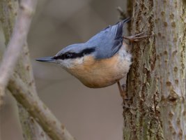 Nuthatch_915A2236_Best.jpg