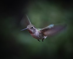 20160131 SP Hummer-0667-4.jpg