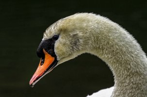 Swan 2012 300 7.jpg