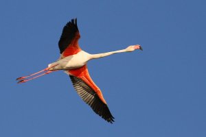 flamingoc05.jpg
