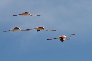 flamingoc04.jpg