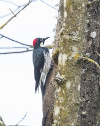 acorn woodpeckers                                           .JPG