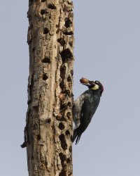 acorn rearrangement 2 nut                                          .jpg