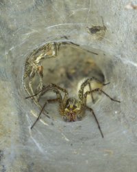 funnel spider with skin                                          .JPG