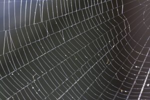 spider web with drops                                          .JPG