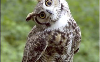 owl-img.jpeg