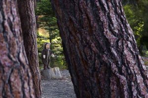 Cuddly bear in the woods.jpg