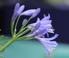 tamron35-wholeflower-fixed.jpg