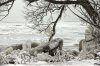 Lake Erie Winter 3.jpg