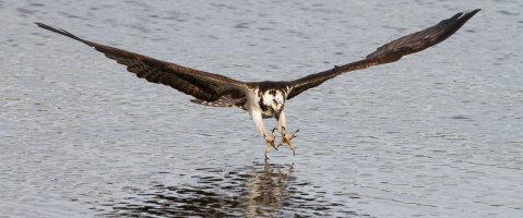 Osprey Catch.jpg