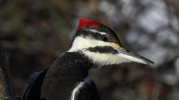 Pileated girl_31192.JPG