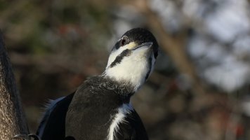 Not exactly cute_31193.JPG