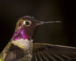 anna's hummer portrait b                                          .jpg