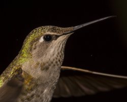 anna's hummer female portrait                                           .jpg