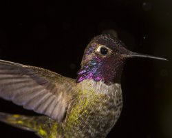 anna's hummer young male portrait                                           .jpg