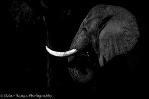 Big Vic Night Snack.jpg