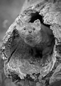 23776358994_53a4dd793a_o copy.jpg