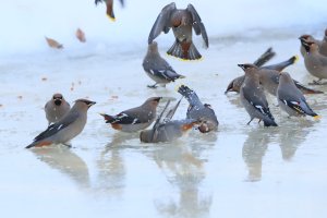 Waxwing_bohemian_0432.JPG