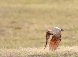 feb2016 100 40000000245.JPG