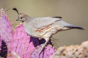 FJLO6014-4506PX.jpg