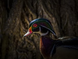 Wood Duck 400+tc 5D 2.jpg