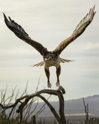 Raptor in Flight.jpg