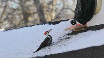 Hmm Should I_9340.JPG