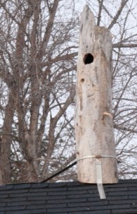 Nesting _ box_4369.JPG