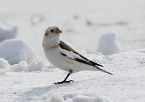 Snow Bunting 1802.jpg