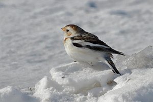 Snow Bunting 2337.jpg