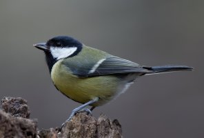 Great_Tit_915A3478.jpg