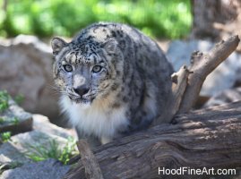 snow leopard A9254.JPG