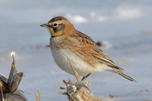 Horned Lark 2289.jpg