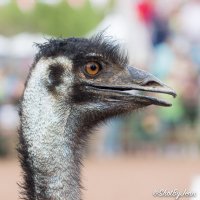 20160311-ostrich-festival-jcm-0307-1.jpg