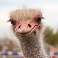 20160311-ostrich-festival-jcm-0320-2.jpg