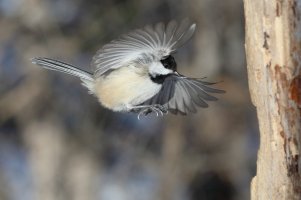 Chickadee landing_24164.JPG