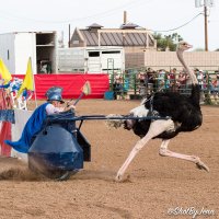 20160311-ostrich-festival-jcm-0192-1.jpg