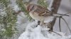 American Tree sparrow_25599.JPG