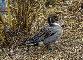 Northern Pintail 400ii 5D 1.jpg