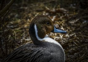 Northern Pintail 400ii 5D Portrait.jpg