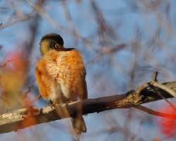 Robin Redbreast_0805.JPG