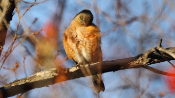 Robin Redbreast_0821.JPG