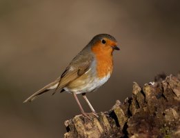 Robin_915A1088_DxO_Robin.jpg