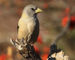 Evening Grosbeak F 0660.JPG