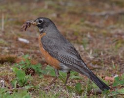 AmericanRobin_915A2703_DxO_robineatingworm.jpg