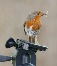 Robin_on_Tripod_6687_Crop.jpg