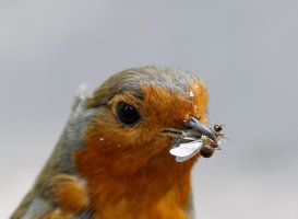 Robin+Insect_6705_Crop.jpg
